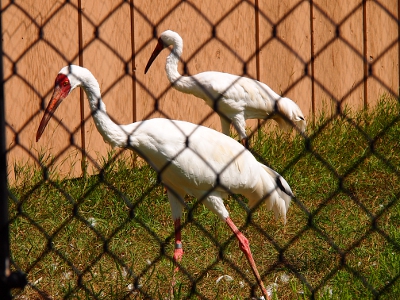 [Two cranes with all white bodies and pinkish-read beaks and legs walk side-by-side toward the left.]